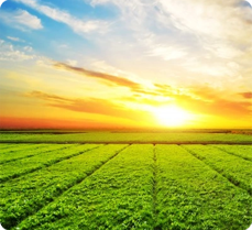 5 best foods to make you fresh & healthy